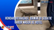 Hendak Dievakuasi, Biawak...