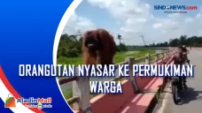 Orangutan Nyasar ke...