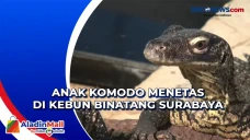 Anak Komodo Menetas...