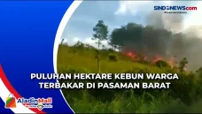 Puluhan Hektare Kebun...