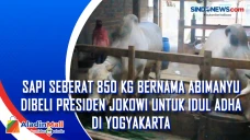 Sapi Seberat 850 Kg...