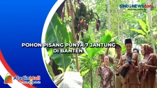 Pohon Pisang Punya 7...