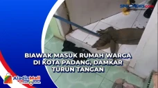 Biawak Masuk Rumah Warga...