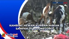 Kambing Hewan Kurban...