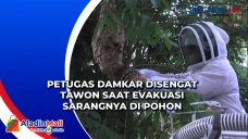 Petugas Damkar Disengat...