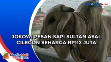 Jokowi Pesan Sapi Sultan...
