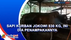 Sapi Kurban Jokowi 830...