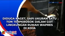 Diduga Kaget, Sapi Ukuran...