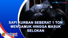 Sapi Kurban Seberat...