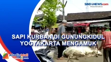 Sapi Kurban di Gunungkidul...