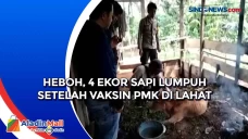 Heboh, 4 Ekor Sapi Lumpuh...