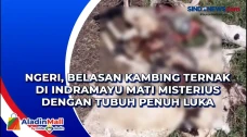 Ngeri, Belasan Kambing...