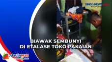Biawak Sembunyi di Etalase...