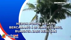 Heboh Pohon Kelapa Bercabang...