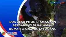 Dua Ular Piton Diamankan...