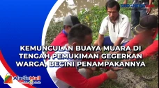 Kemunculan Buaya Muara...
