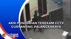 Aksi Pencurian Anjing...