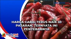Harga Cabai Terus Naik...