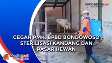 Cegah PMK, BPBD Bondowoso...