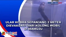 Ular Kobra Sepanjang...