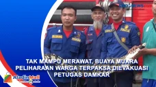 Tak Mampu Merawat, Buaya...