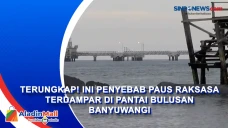 Terungkap! Ini Penyebab...
