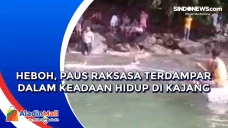 Heboh, Paus Raksasa...