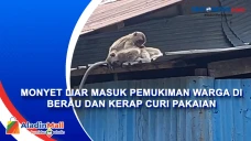 Monyet Liar Masuk Pemukiman...