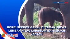 Hore! Seekor Gajah di...