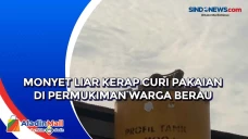 Monyet Liar Kerap Curi...