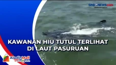 Kawanan Hiu Tutul Terlihat...