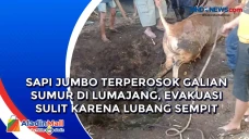 Sapi Jumbo Terperosok...