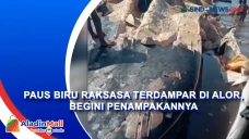 Paus Biru Raksasa Terdampar...