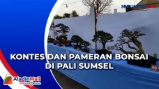 Kontes dan Pameran Bonsai...