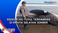 Seekor Hiu Tutul Terdampar...