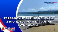 Tersangkut Jaring Nelayan,...