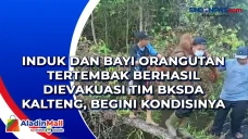 Induk dan Bayi Orangutan...