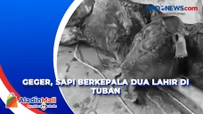 Geger, Sapi Berkepala...