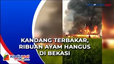 Kandang Terbakar, Ribuan...