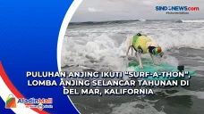 Puluhan Anjing Ikuti...