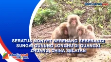 Seratus Monyet Berenang...