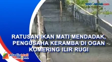 Ratusan Ikan Mati Mendadak,...