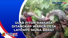 Ular Piton Raksasa Ditangkap...