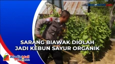 Sarang Biawak Diolah...