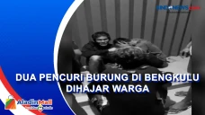 Dua Pencuri Burung di...