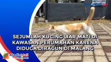 Sejumlah Kucing Liar...