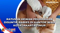Ratusan Hewan Peliharaan...