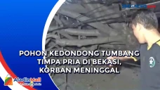 Pohon Kedondong Tumbang...