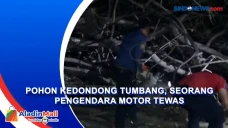 Pohon Kedondong Tumbang,...