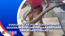 Evakuasi Ular Piton...